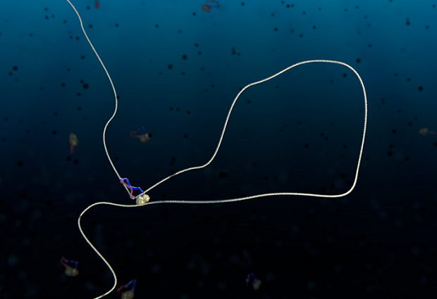 A condensin protein complex creates a loop in DNA. IMAGE: Cees Dekker Lab TU Delft/Scixel