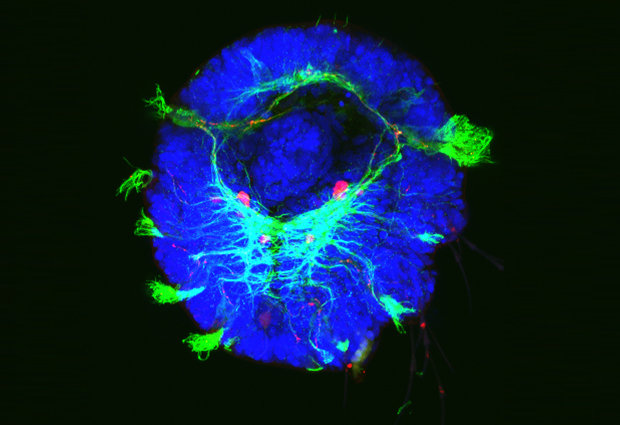 Retinoic acid signalling is crucial for the marine worm’s nervous system (green) to develop