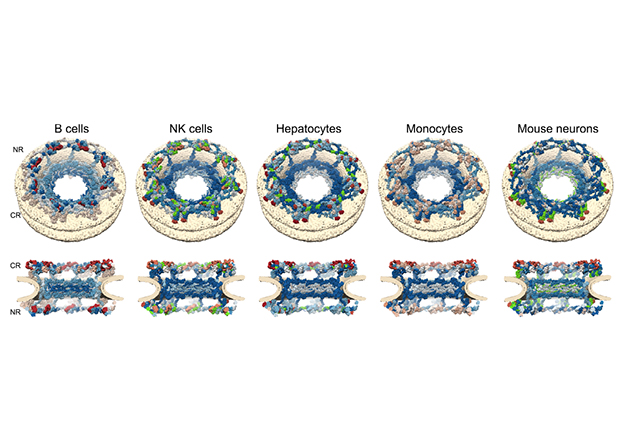 Architecture dependent turnover of the nuclear pore subunits. Top row shows the nuclear pore subunits seen from top, bottom row shows subunits of the nuclear pore cut in half.