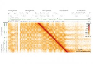 HiGlass (http://higlass.io) is an exploratory visualization tool for genomic data developed by Nils Gehlenborg and his team that provides analysts with a flexible interface to explore genomic and epigenomic data, including genome wide interactions, across multiple scales. IMAGE: Nils Gehlenborg