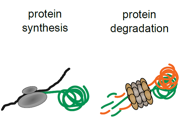 How drugs affect the life and death of proteins. IMAGE: Cell