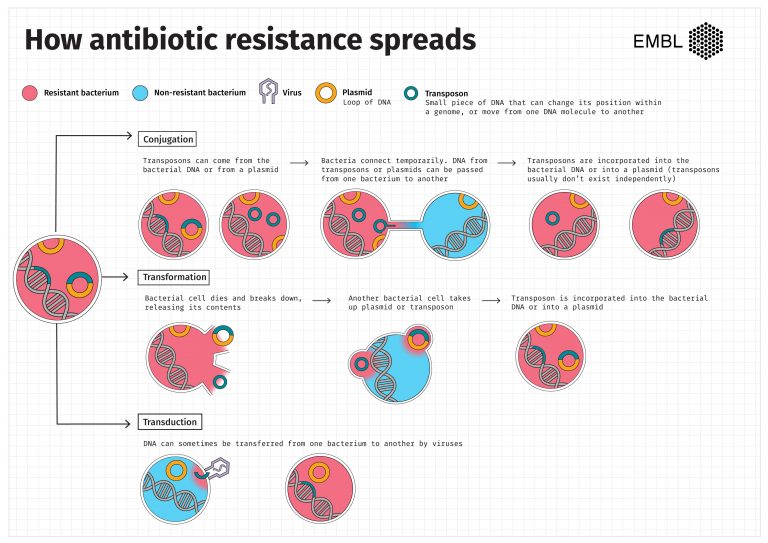 Potential way to limit antibiotic resistance EMBL