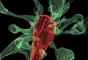 Multiple synapse heads send out filopodia (green) converging on one microglia (red), as seen by focused ion beam scanning electron microscopy (FIBSEM).
