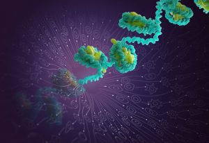 Information (arrows) emanating out of chromatin to give rise to different cell types. IMAGE: Campbell Medical Illustration