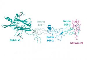 Netrin-1 bound to Draxin