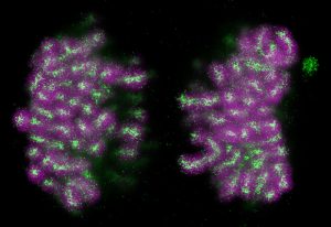 Locations of Condensins I and II on chromosomes during cell division