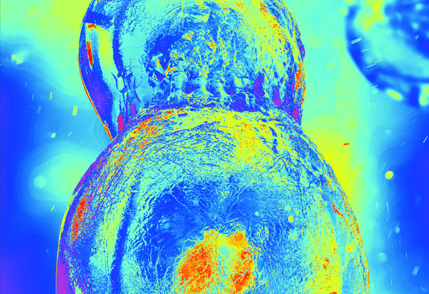 Dividing cell colored in a heat gradient, highlighting the variation in proteins’ thermal stability within and between different cell cycle stages. IMAGE: Aleksandra Krolik / EMBL