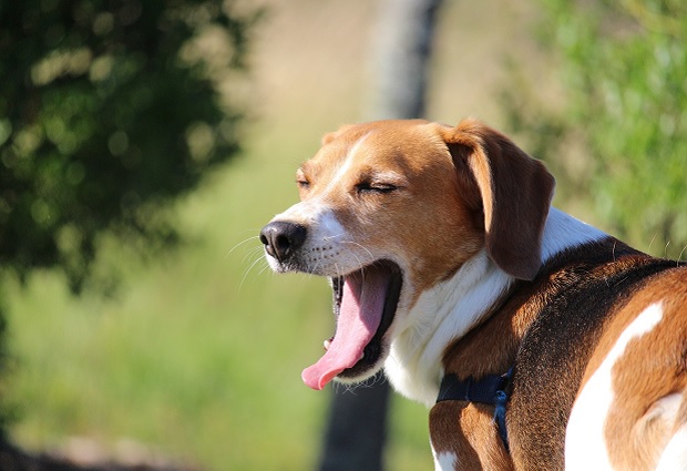 Dog microbiome closer to humans' than expected