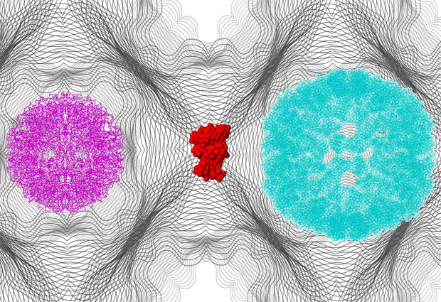 Intermediate detection in capsid formation of the lumazine synthase enzyme. CREDIT: Aleksandra Krolik / EMBL