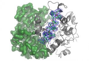 An 88% complete model of human hemoglobin (PDB id 5ni1) built de novo by ARP/wARP into a 3.2 Å cryo-EM map. IMAGE: Victor Lamzin/EMBL