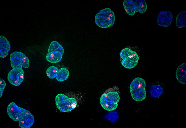 In this image of developing cells, fluorescent molecules reveal DNA (blue), part of the X chromosomes (red), and the Xist RNA (white). The green colour shows a region of the cells’ nuclei called the nuclear lamina. IMAGE: Mikael Attia and Edith Heard/Institut Curie