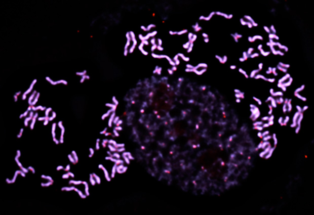 As a cell prepares to divide, the chromosomes (shown here in pink) condense, becoming more tightly coiled and easier to observe under the microscope. The faint structure in the centre is a cell nucleus in which the chromosomes are in their usual decondensed state.