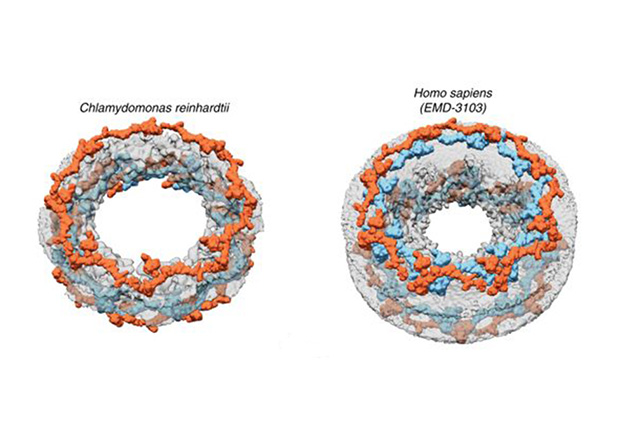 Architectural comparison of the Chlamydomonas reinhardtii NPC (left) and the human NPC (right). IMAGE: Shyamal Mosalaganti/EMBL