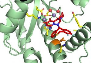 Mutations at the amino acid shown in orange (isoleucine 38) lead to reduced susceptibility to the drug. IMAGE - Stephen Cusack, EMBL