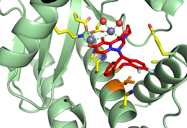 Mutations at the amino acid shown in orange (isoleucine 38) lead to reduced susceptibility to the drug. IMAGE - Stephen Cusack, EMBL