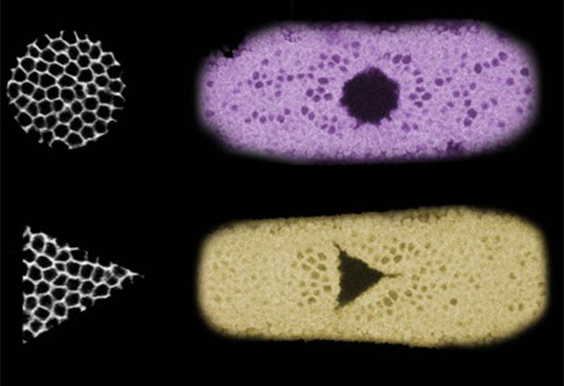 Three examples of the tissue shapes the team created. The black and white square, circle and triangle on the left correspond to the cells that were illuminated. On the right, three fruit fly embryos are shown in cyan, magenta and yellow, demonstrating how the illuminated cells folded inwards after the light-activation. IMAGE: Stefano De Renzis, EMBL