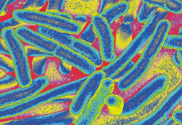 E. coli bacteria colored in heat gradient. IMAGE: Aleksandra Krolik / EMBL