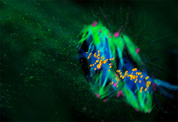 Artistic 3D rendering of the dual spindle in the mammalian zygote. IMAGE: Cartasiova, Hossain, Reichmann, Ellenberg/EMBL