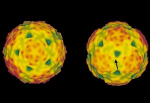 Surface views of 3D reconstructions of the TBEV sub-viral particles.