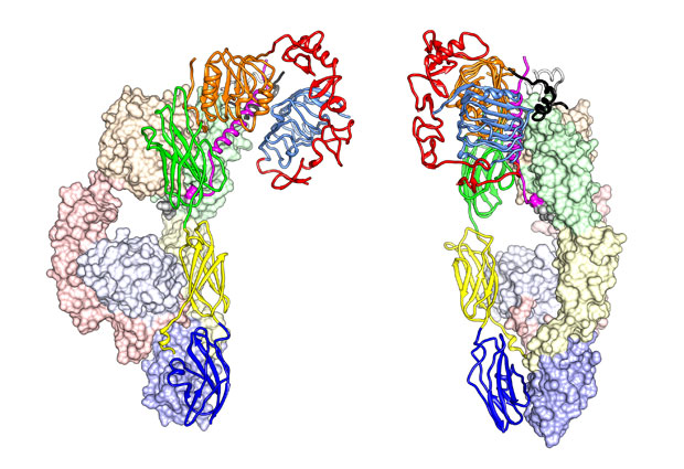 Insulin receptor structural biology. IMAGE: Felix Weis and Christoph Müller / EMBL