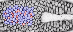 Top view picture of modified and natural invagination in a tissue