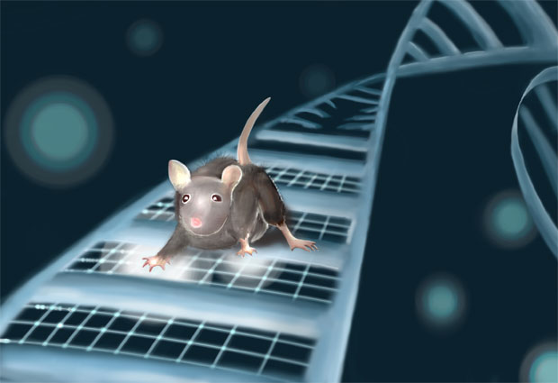 Molecular and behavioural consequences of the SETD5 mutation. IMAGE: Isabel Chew