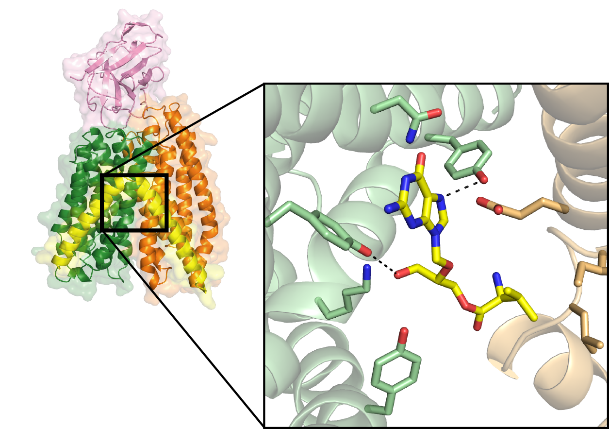 The E. coli peptide transporter DtpA in complex with nanobody N00 and the prodrug valganciclovir (highlighted) Credit: Yonca Ural Blimke/EMBL