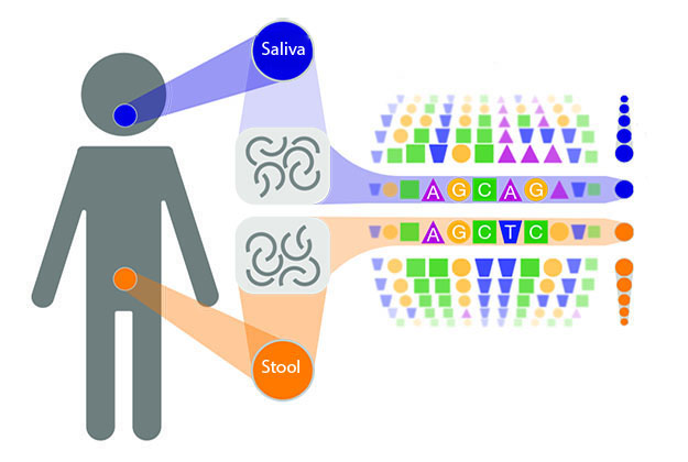 Mouth and gut are highlighted as locations for genetic material compared by scientists