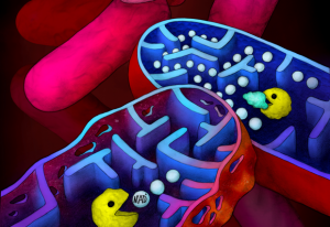 Toxin-Antitoxin system in tuberculosis