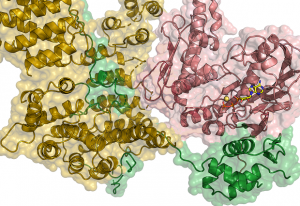 Structural biology image of the condensin complex.