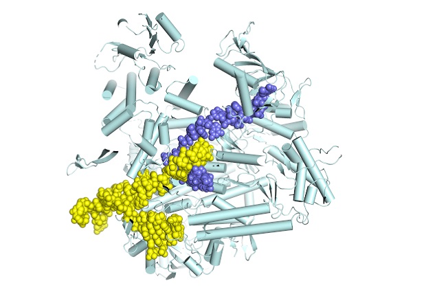 Influenza polymerase (light cyan) in the process of synthesising messenger RNA (slate blue).