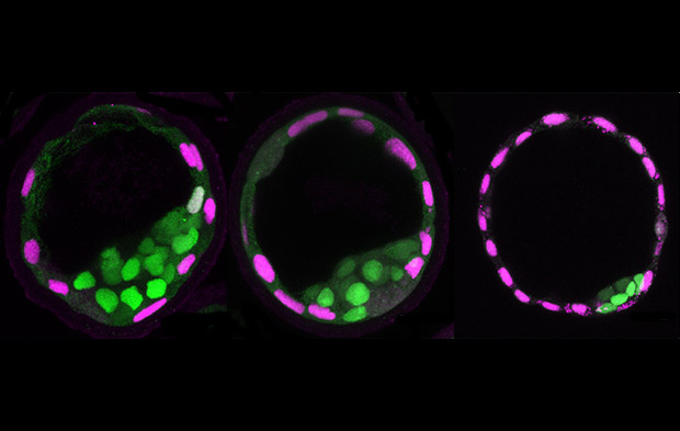 3-panel image of mouse blastocysts. From left to right the blastocyst has a smaller blastocoel meaning fewer cells in the mouse embryo.