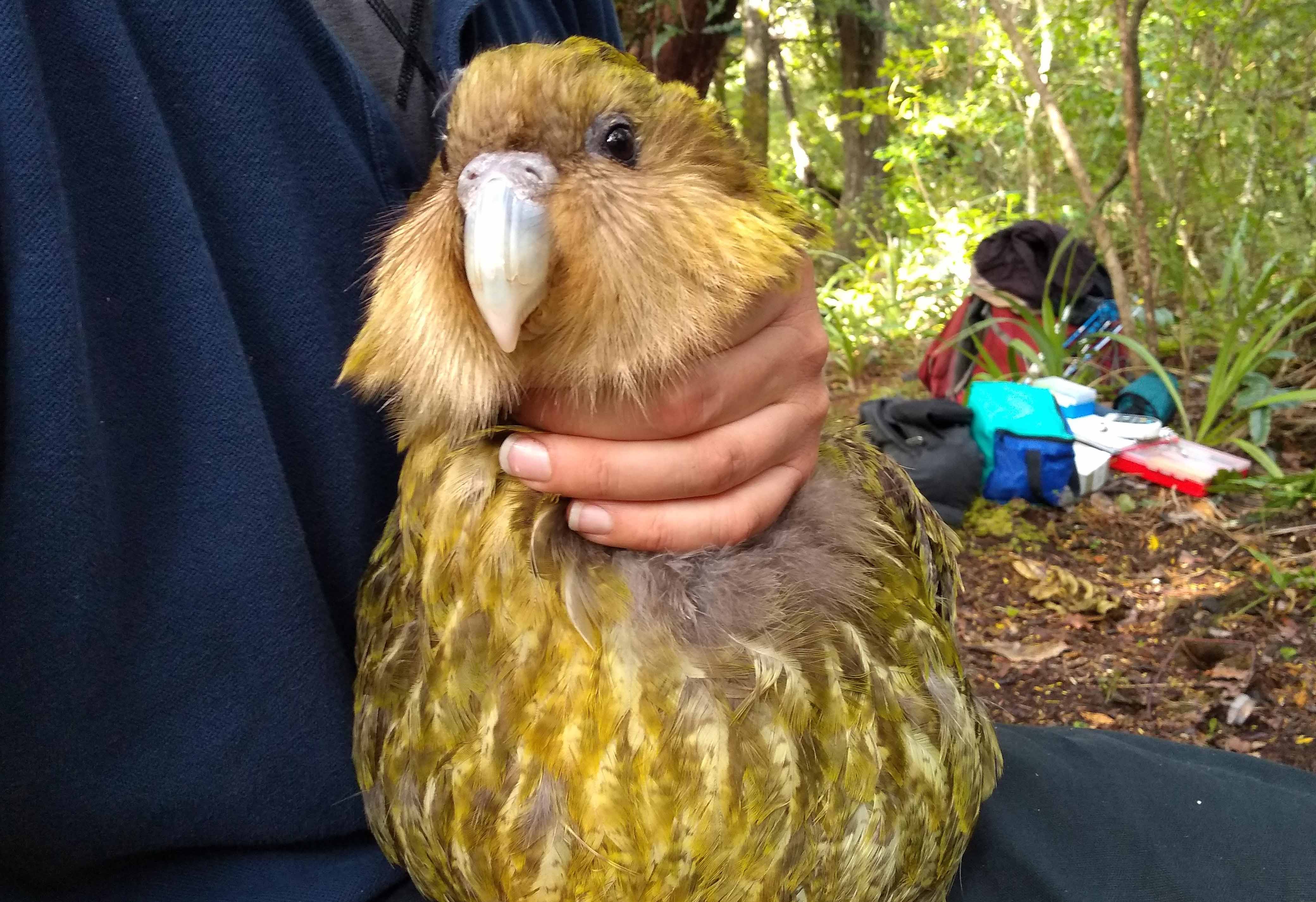 Kakapo Luke