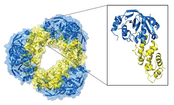 The structure of a toxin-antitoxin system found in Mycobacterium tuberculosis. Viewed as an inner yellow ring and outer blue additions in roughly the shape of a ring doughnut.