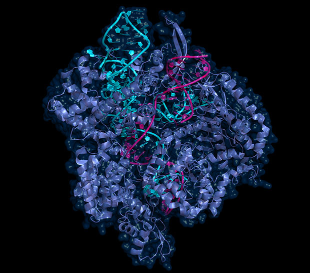 A model of CRISPR/Cas9
