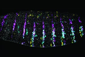 Stripes of colour display gene expression patterns