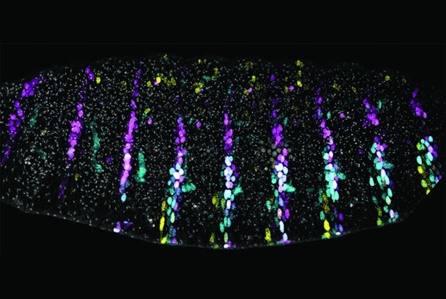 Stripes of colour display gene expression patterns