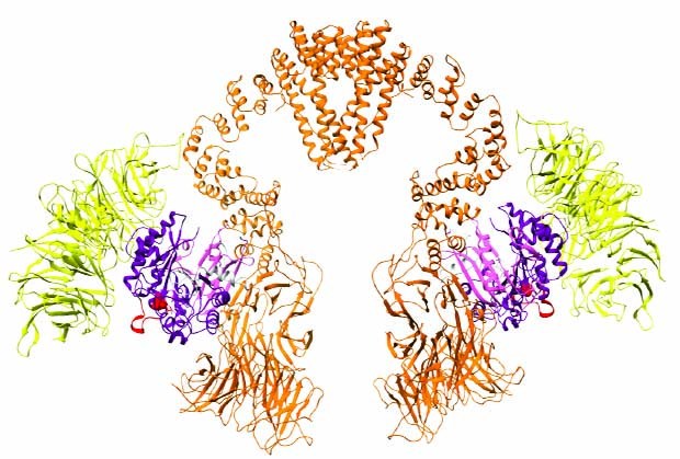 Structure of the Elongator complex