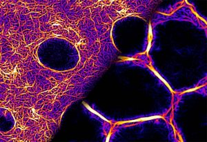 Super-resolution image of the basal surface of a cellularising Drosophila embryo.