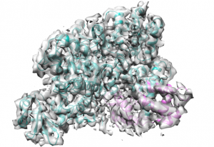 The cryo-EM structure of the SidJ/CaM complex. SidJ is shown in cyan, Calmodulin in pink. IMAGE: EMBL