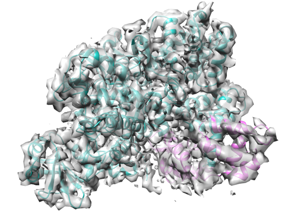 The cryo-EM structure of the SidJ/CaM complex. SidJ is shown in cyan, Calmodulin in pink. IMAGE: EMBL