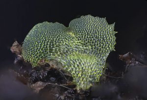 Picture of a fern gametophyte