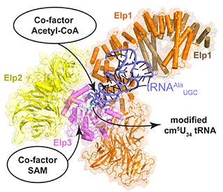 Elongator subunits