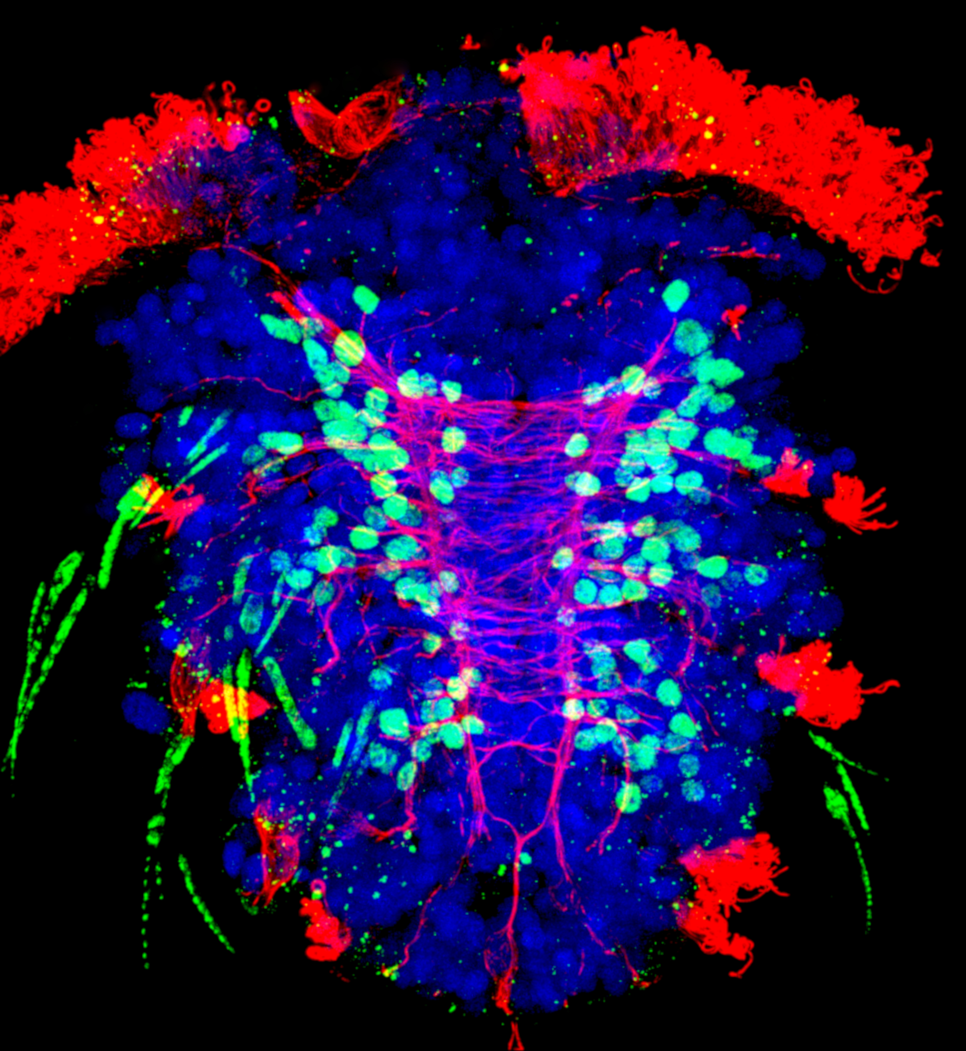 A perfect model | EMBL