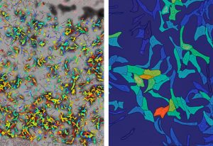 Fluorescence microscopy images of differentiated human hepatocytes