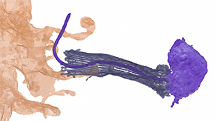 Neuroid cell and choanocyte