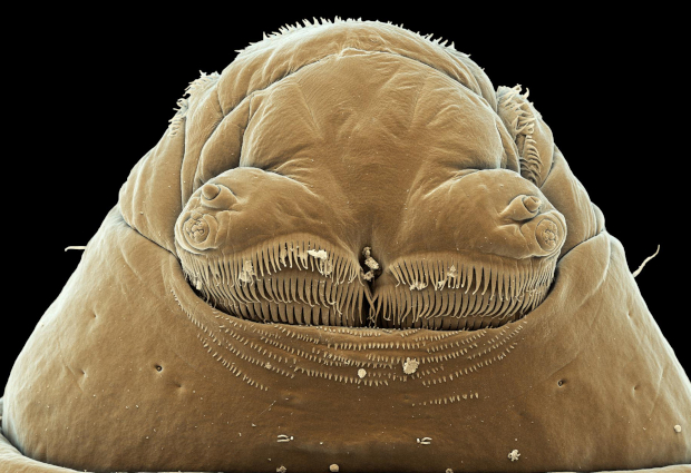 The head of Drosophila larva, seen with a scanning electron microscope. Credit: Parisa Kakanj/EMBL