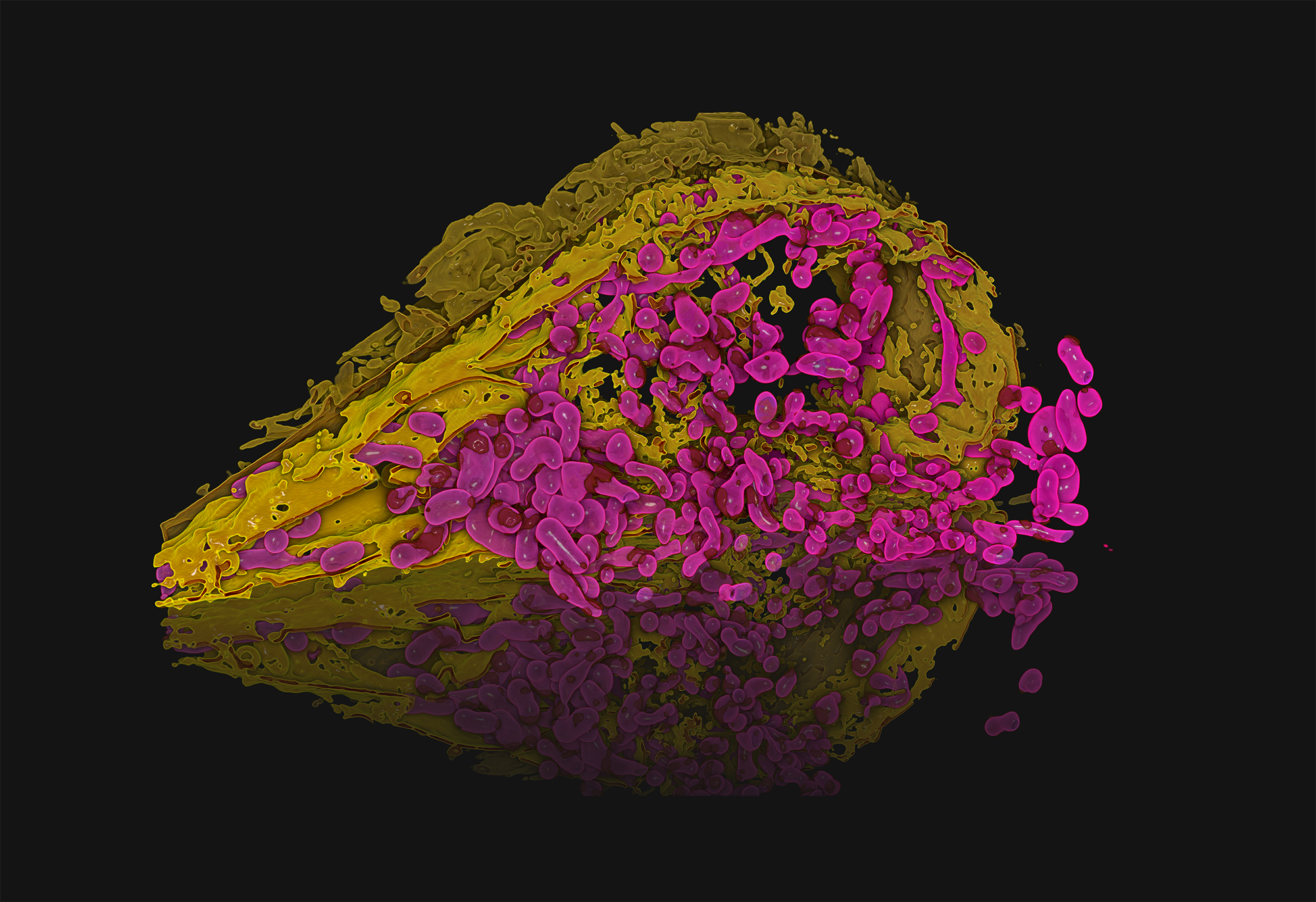 Mapping space inside the cell | EMBL