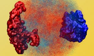 3D reconstruction of parental chromosomes in the mouse embryo