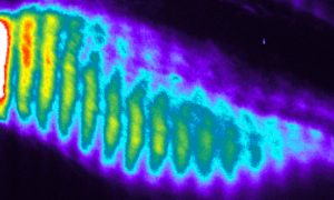 oscillations of gene activity